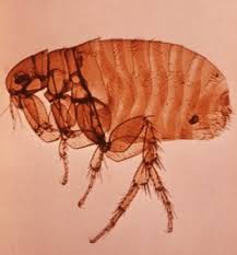 Use foggers, powders and sprays to kill fleas and inhibit their growth. Best Flea Spray To Get Rid Of Fleas In Carpet Pf Harris