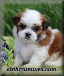 Looking for shichon puppies for sale? Teacup Teddy Bear Dog For Sale