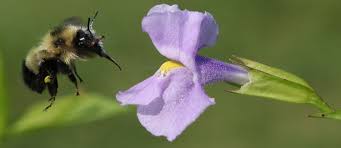 We did not find results for: Discover Why Plant Pollination Is Anything But Random