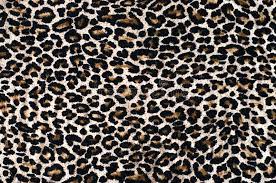 High resolution leopard print background. 10 613 Leopard Print Photos Free Royalty Free Stock Photos From Dreamstime