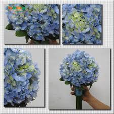 Kết quả hình ảnh cho cẩm tú cầu nhiều màu