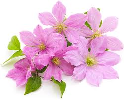 Check spelling or type a new query. Clematis Comtesse De Bouchaud Degroot
