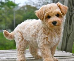 She was born on march 19th, 2021, and will weigh about 5.5 lbs as an adult. Apricot Maltipoo Puppies Instead Of Regular Maltipoo Explained