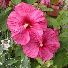 Hibiscus Des Marais Moscheutos Rose Vif Achat Direct Au Producteur The genus is quite large, comprising several hundred species that are native to warm temperate. eur