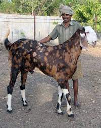 Osmanabadi goat is suitable for both meat and milk production. Raja Goat Farm