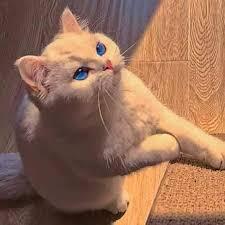 Pin By Lina On Cute Catz In 2020 Cats Cute Animals Animals