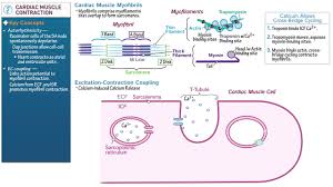 If you looked at vascular smooth muscle tissue under. Cardiac Muscle Contraction Youtube