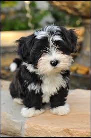 See black and white dog stock video clips. 31 Black And White Dogs Ideas Dogs Black And White Dog White Dogs