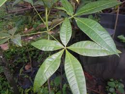Ketum juga dikenali sebagai biak. Daun Pachira Tambah Sel Darah Merah Harian Merapi