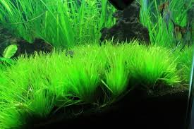 Image result for Blyxa hexandra