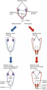 Fetal Development Anatomy And Physiology Ii