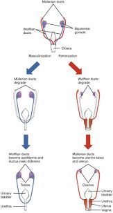 fetal development anatomy and physiology ii