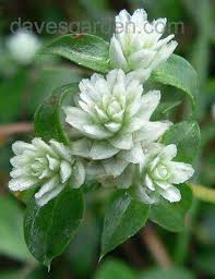 Image result for Gomphrena celosioides