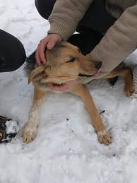 An icon used to represent a menu that can be toggled by interacting with this icon. Podarim Pes Mladic Mesanec