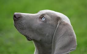 Maybe you would like to learn more about one of these? Wallpaper Profile Nose Labrador Retriever Weimaraner Vertebrate Snout Dog Like Mammal Carnivoran Dog Breed Muzzle Blue Eyed 1920x1200 Goodfon 708803 Hd Wallpapers Wallhere