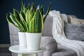 Learn what to do and what not to do with our guide to propagation techniques! 25 Lovable Snake Plant Decoration Ideas Balcony Garden Web