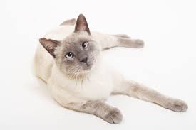 Con james corden, judi dench, jason derulo, idris elba, jennifer hudson, ian mckellen. Siamese Cats