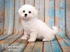 Bichon Frises for Sale in Cleveland | Dogs on Oodle ...