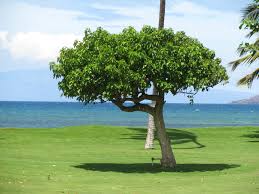 Image result for Cordia subcordata