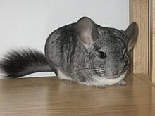 We have many high quality baby chinchillas for sale for pets or show. Chinchilla Wikipedia