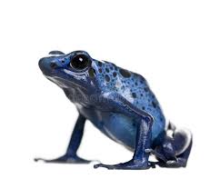 Black And White Frog Species Blue Poison Dart Frog Against White Background Blue Poison Dart Frog Dendrobat Affiliate Frog White Blue Poison Dart Frog Poison Dart Frogs Dart Frog