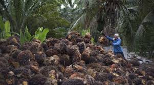 The oil palm crop is one of the highest oil (palm oil) yielding crops among the all perennial crops. How This Company Is Digitizing Malaysia S Palm Oil Industry Tech Wire Asia