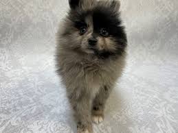 We did not find results for: Pomeranian Dog Female Blue Merle 3018964 Petland Bradenton