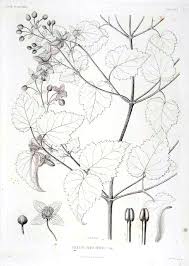 Image result for Clematis hirsuta