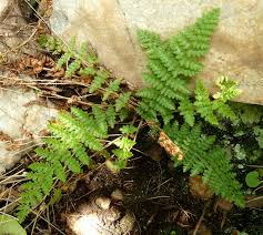 Image result for Mohria