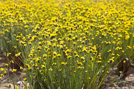 Image result for Xyridaceae