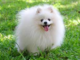 elit yavru pomeranian booirkinin ozellikleri bakimi beslenmesi ve egitimi http www elityavru com kop pomeranian yavrusu kopek turleri cok sirin hayvanlar