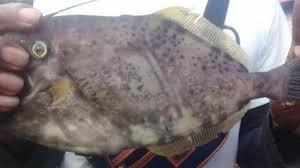 We did not find results for: Arti Mimpi Menangkap Ikan Besar Dan Memancing Konon Bakal Dapat Keberuntungan Dan Rezeki Nomplok Tribun Jogja