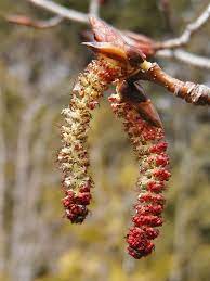 In the early summer, the fruit of cottonwood trees split open and white fluff is released everywhere. Black Cottonwood