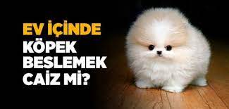icinizden birinin kabindan kopek agzini sokup bir sey icerse o kabi yedi kere yikasin buhari vudu 33 kopek kaptan