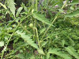It also set on a few even. Cuor Di Bue Aka Oxheart Tomatoes Problem