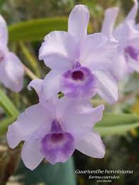 Image result for Selago coerulea