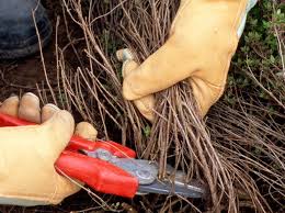 Comment Entretenir Et Rajeunir Son Thym Thym Jardinage Potager