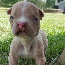Cleft lip and cleft palate are the most common congenital craniofacial anomalies seen at birth. Freki El Cachorro Con Paladar Hendido Que Sobrevivio Gracias A Su Adorable Familia Zoorprendente