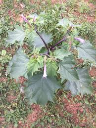 Image result for Datura stramonium