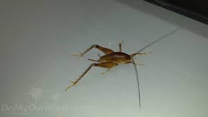 That camel crickets can't bite, but one guy on yahoo answers said that they can. Camel Cricket Cave Cricket Spider Cricket Control Large Crickets