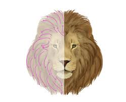 Once in the polyp stage, reproduction can occur asexually as polyps divide into disks. Lion Mane Drawing Reference Drawing Lion