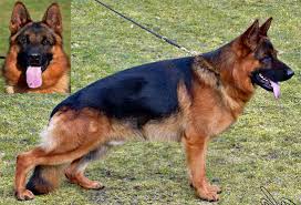 7009022199 top quality german shepherd puppies available for sale in punjab. World Champion German Shepherd Puppies