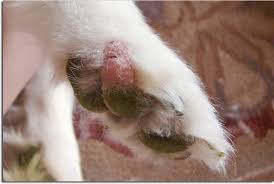 The cause is not known but may be related to unbalanced growth dogs with secondary carpal contractures (the inability to extend the carpal {wrist} joint) that are not wearing splints require. Shelley S Histio Website Histiocytoma Photo S In A Dog