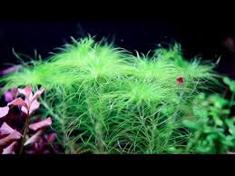 Image result for Eriocaulon setaceum