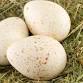 All About Eggs