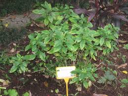 Image result for Rhinacanthus zambesiacus