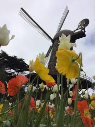Press alt + / to open this menu. File Flowers And Dutch Windmill Golden Gate Park San Francisco Jpg Wikipedia