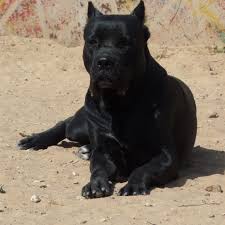 Le Lion Noir Chien De Race Elevage Canin Keur Madaro Km 9 Route De Khombole Thies 2021 Elles peuvent être échangées contre divers objets. le lion noir chien de race elevage