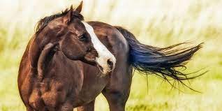 11 Most Expensive Horse Breeds With Actual Prices Helpful Horse Hints