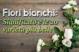 In nome dei fiori grappoli di fiori bianchi di robinia. Fiori Bianchi Significato E Le 20 Varieta Piu Belle Greenme